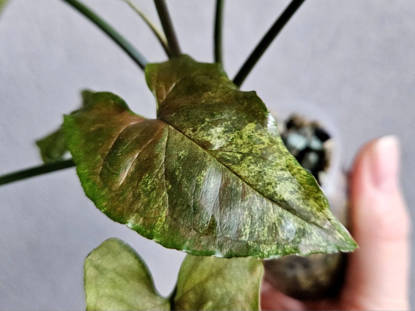 Syngonium kolekcjonerskie Green Rooibos