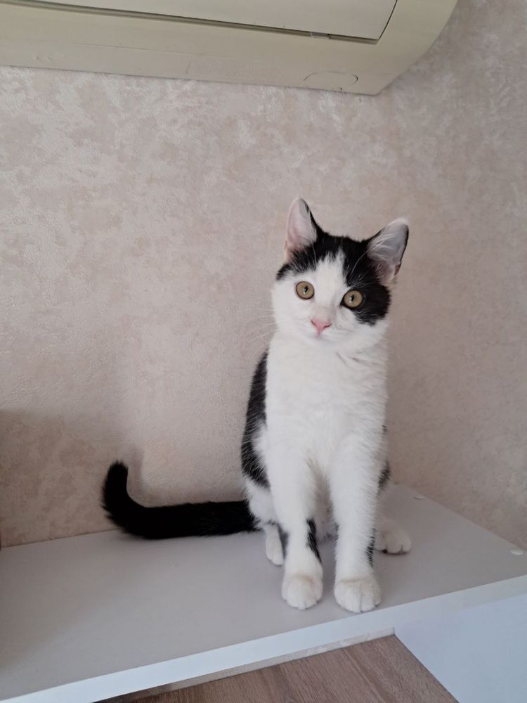 Кошеня безуоштовно/котенок бесплатно