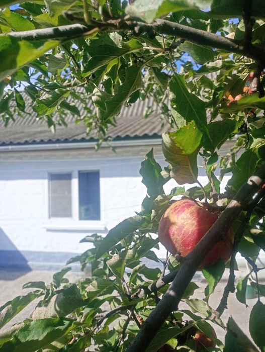 ПРОДАЖ будинку в м.Золотоноша