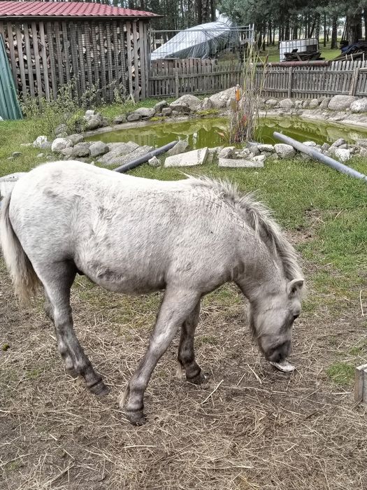 Sprzedam młodego kucyka, ogierka