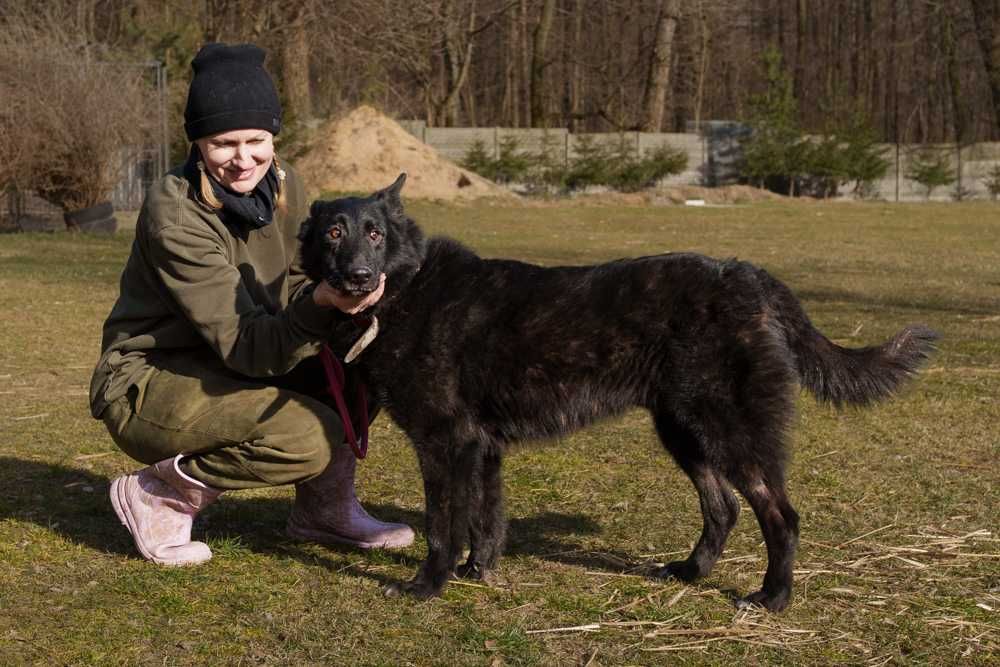 szuka domu -schronisko Zgierz-aktualne
