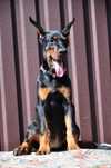 Doberman Dziewczyna