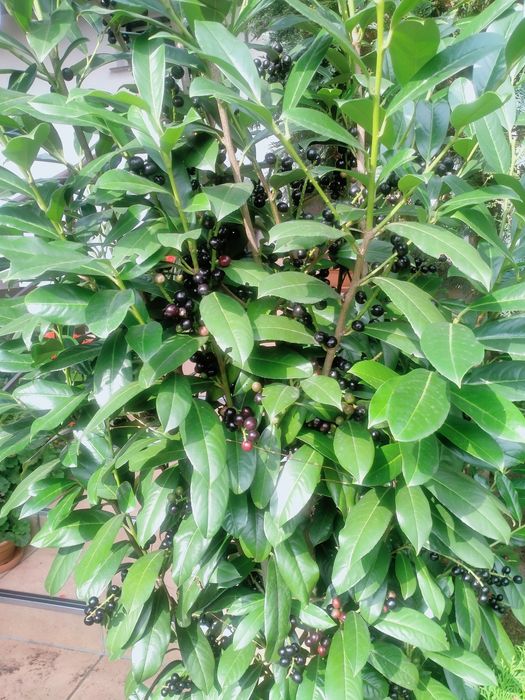 Laurowiśnia odmiana Elly