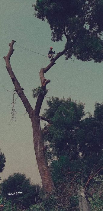 Wycinka Drzew Alpinistycznie Profesjonalnie, czyszczenie działek.