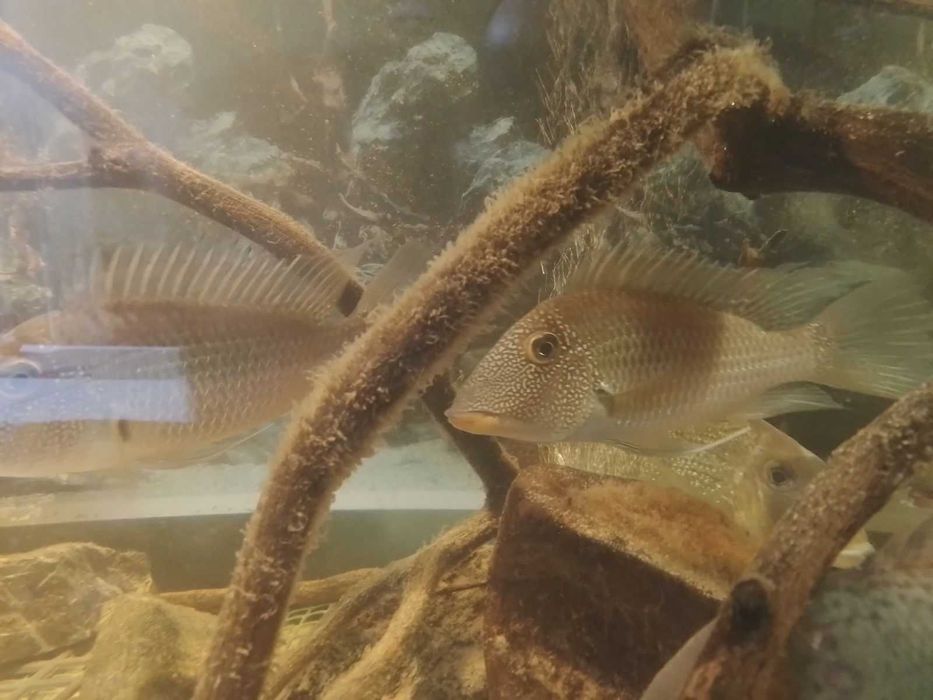 Satanoperca mapiritensis