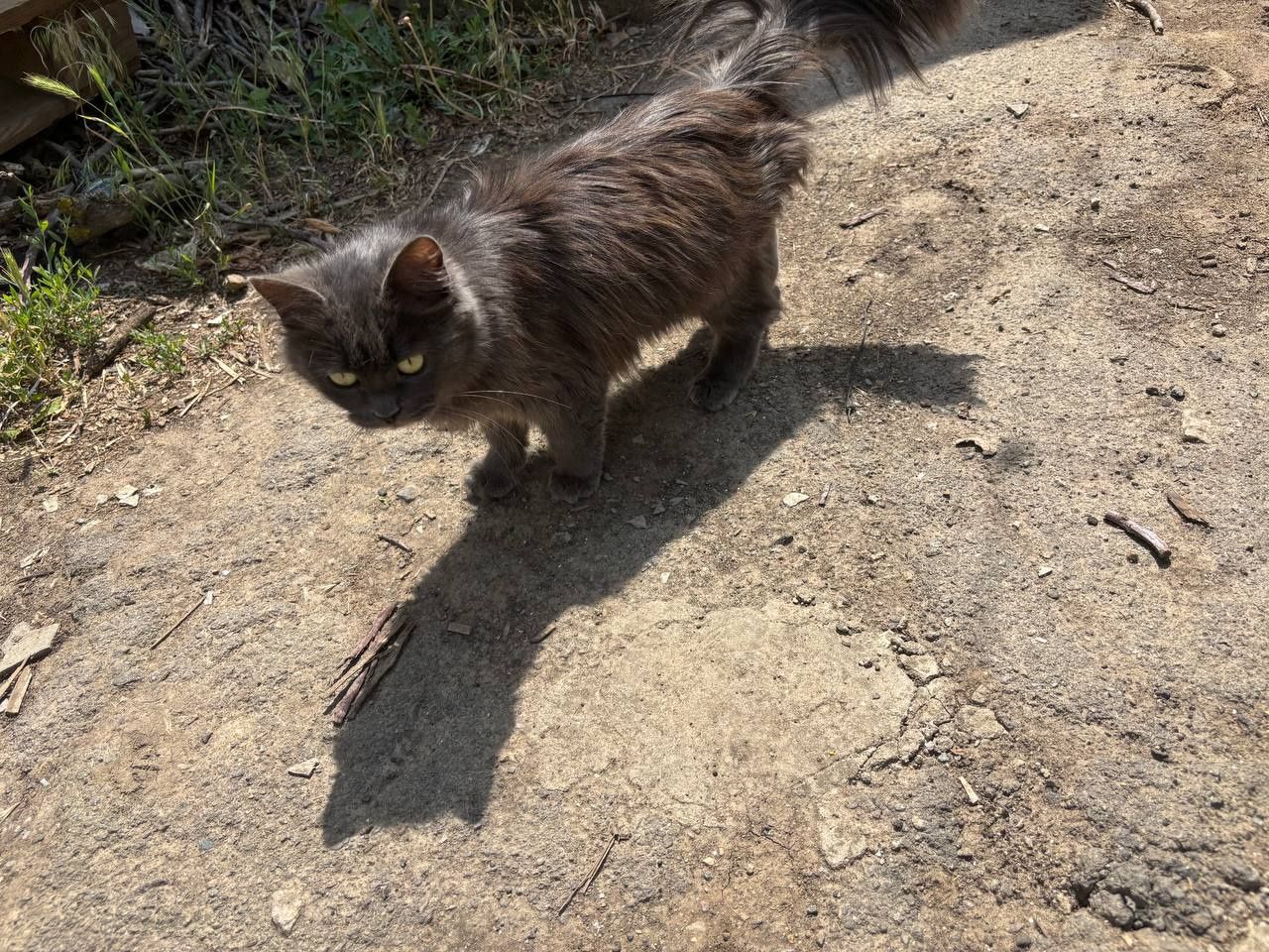 Бесплатно котята