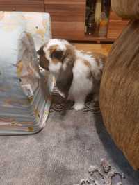 Królik mini lop .