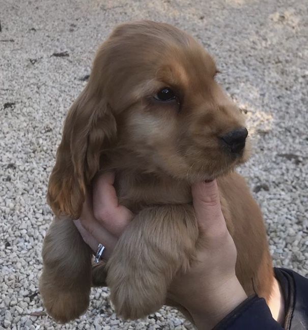 Ідеальний друг для вашої родини – рудий англійський кокер спанієль