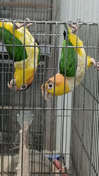 Marianinhas cabeça canela