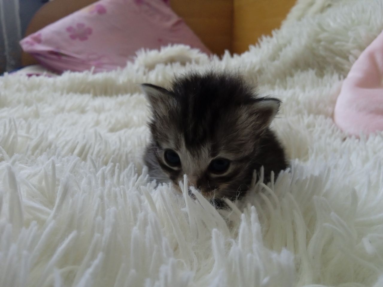 Котики шукають родину! В добрі руки!