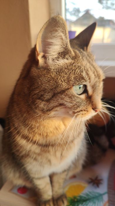 Чудова бувшедомашня киця шукає родину.