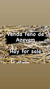 Vendo feno de azevem hay for sale alta qualidade
