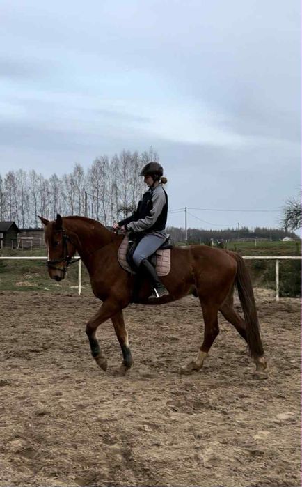 Wałach  kasztanowaty SF