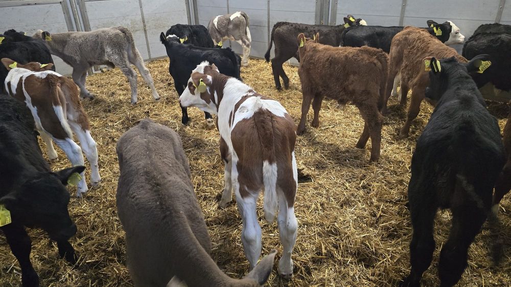 15 byczków wiek okolo 6 tygodni