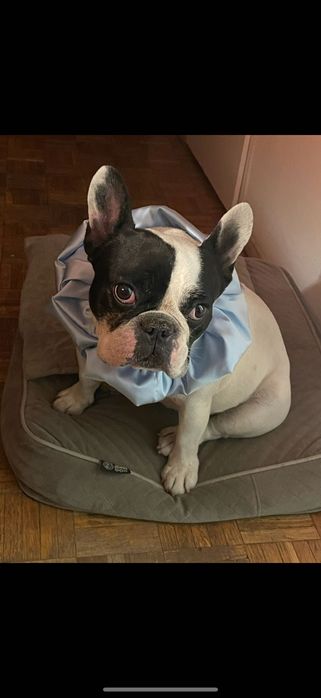 Oddam buldożka francuskiego tylko w dobre ręce!!!