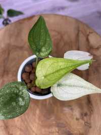 Alocasia Cucullata Mint Variegata Alokazja