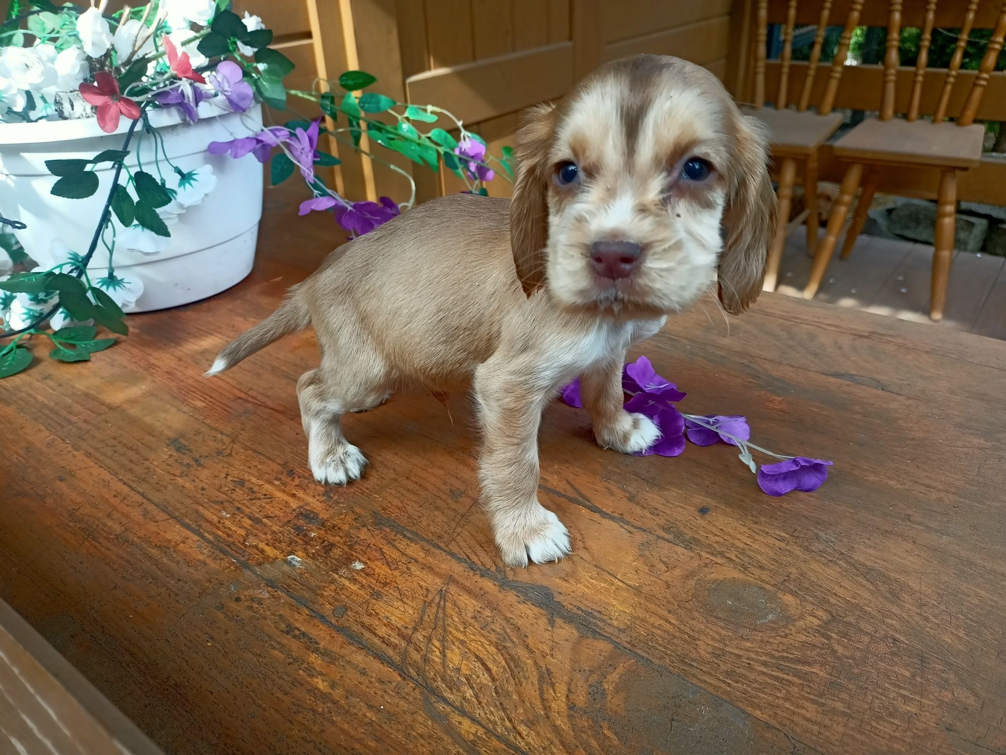 Cocker spaniel angielski Piesek