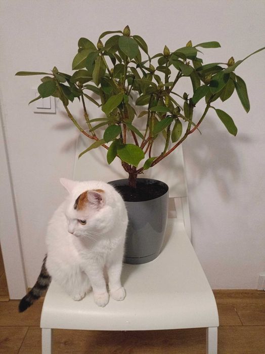 Piękny rododendron w doniczce