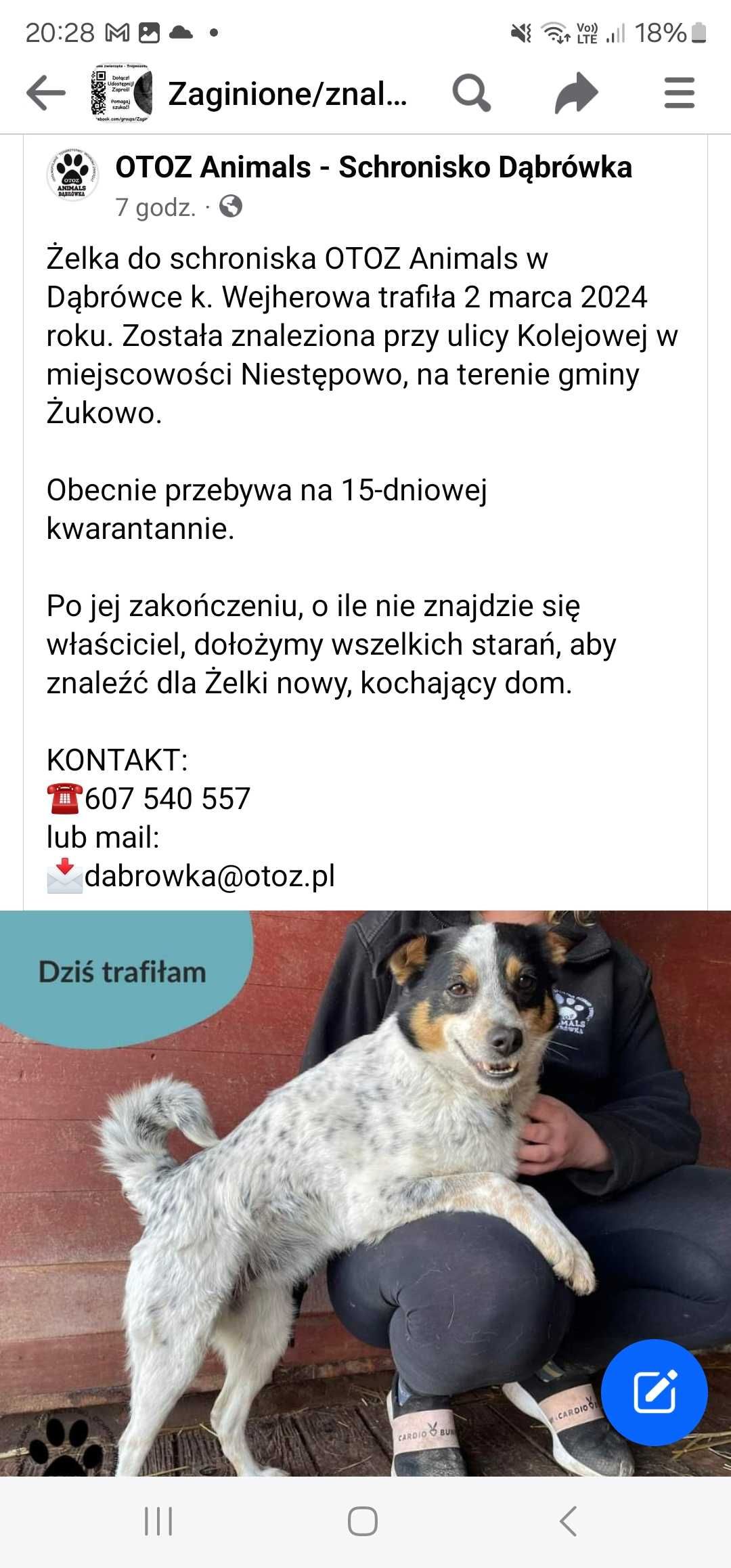 Suczka znaleziona w Niestępowie