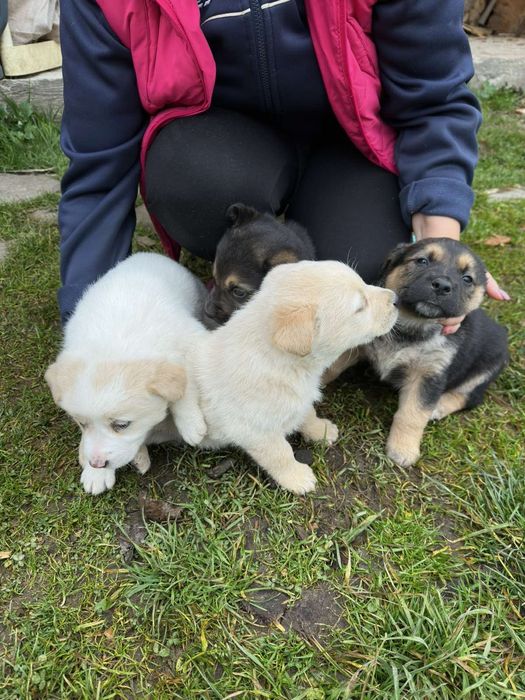Лабрадор смесь і вовчатка