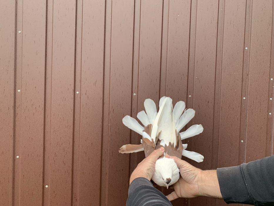 Orlik,orliki lubelskie czerwone boki -samice