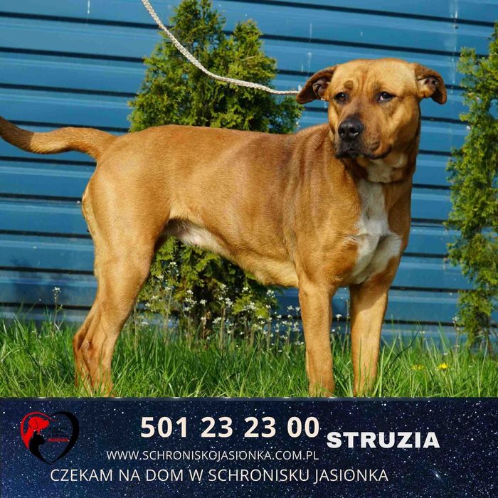 Struzia szuka domu-schronisko Jasionka -aktualne