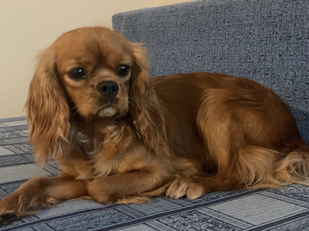 Cavalier King Charles Spaniel