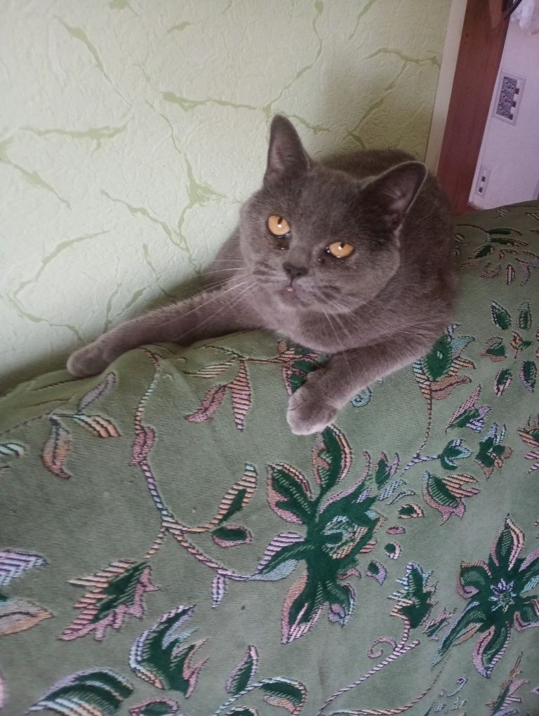 Віддам в добрі руки