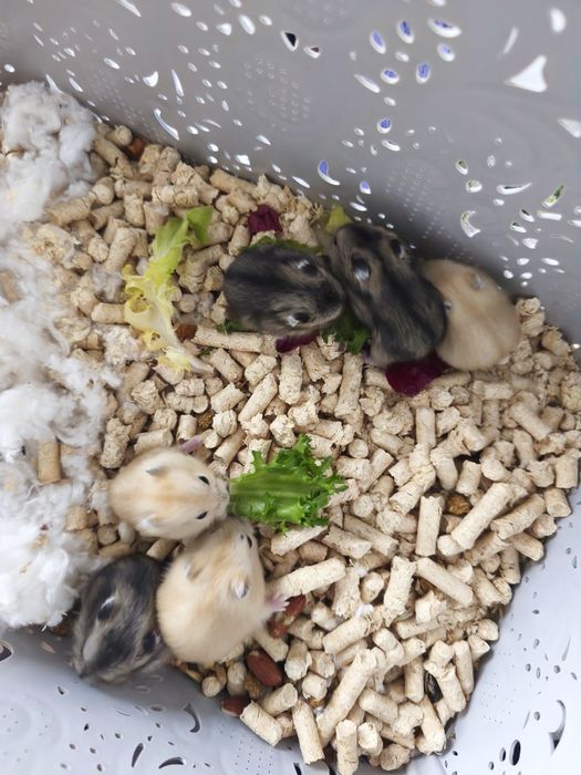 Джунгаріки дуже класні