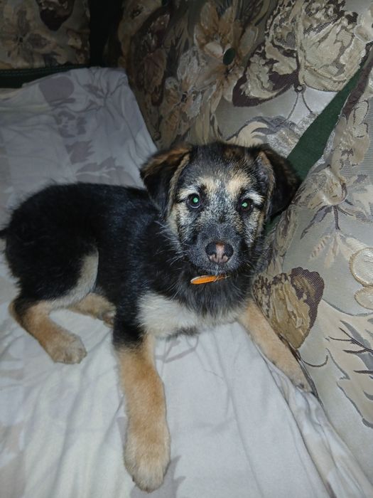 Щенятко німецький  вівчар