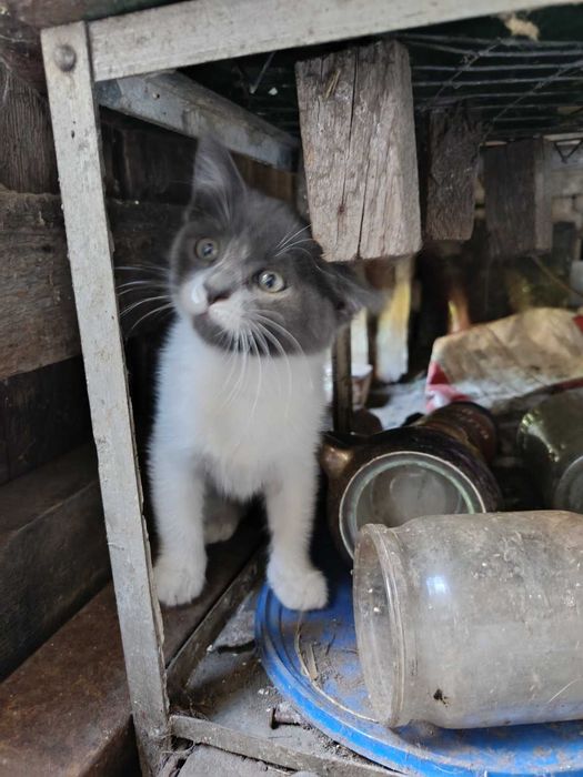 Котик в добрі руки