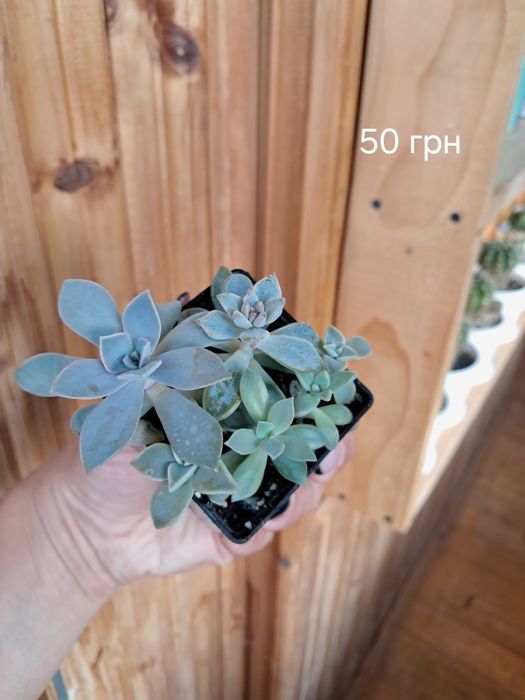 Продам різні сукуленти