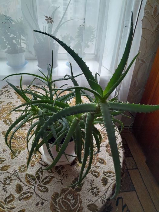 Алое ( столітник).