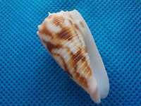 Muszle morskie- Conus stainforthii