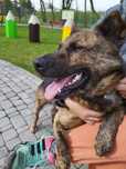 Bruno pilnie szuka nowego domku-do pilnej adopcji