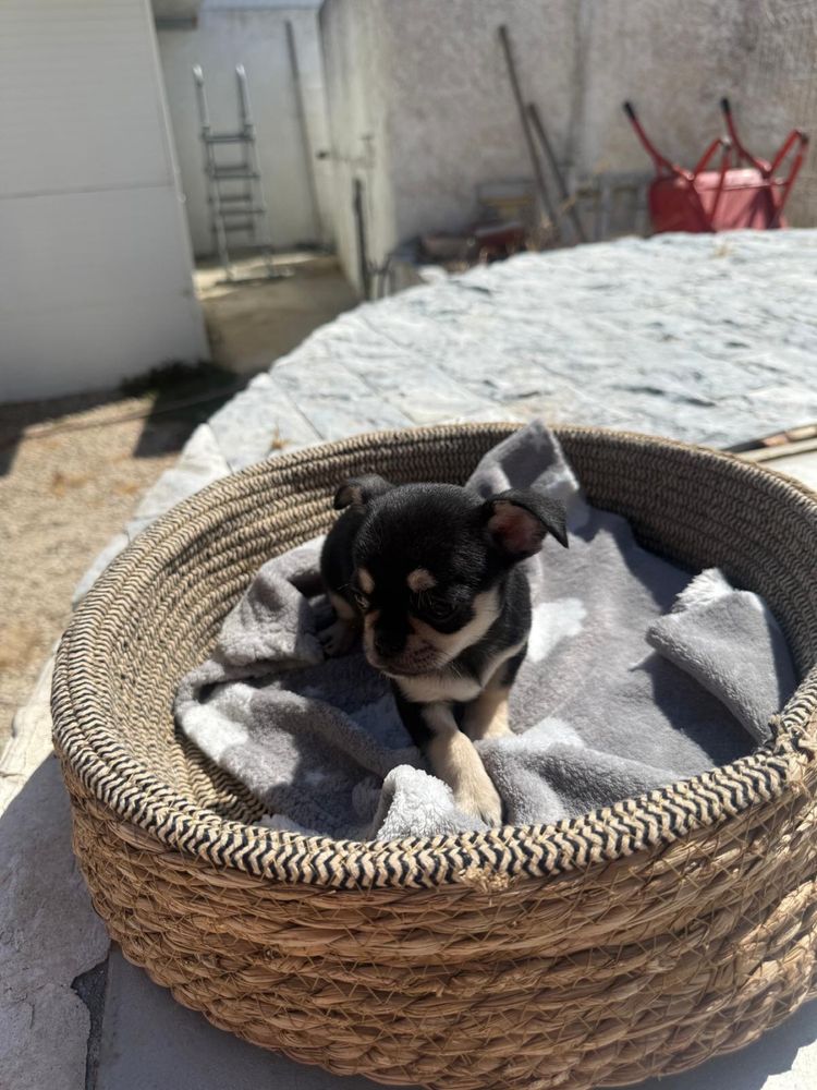 Chihuahua Excelente Linhagem
