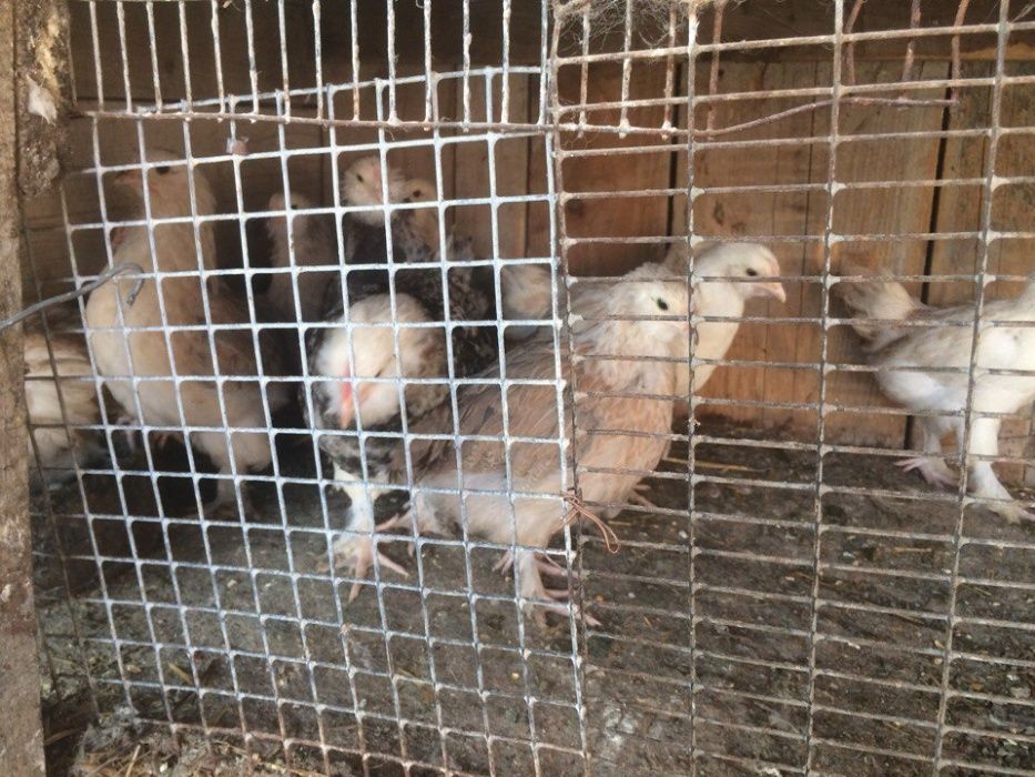 Продам кури різних порід