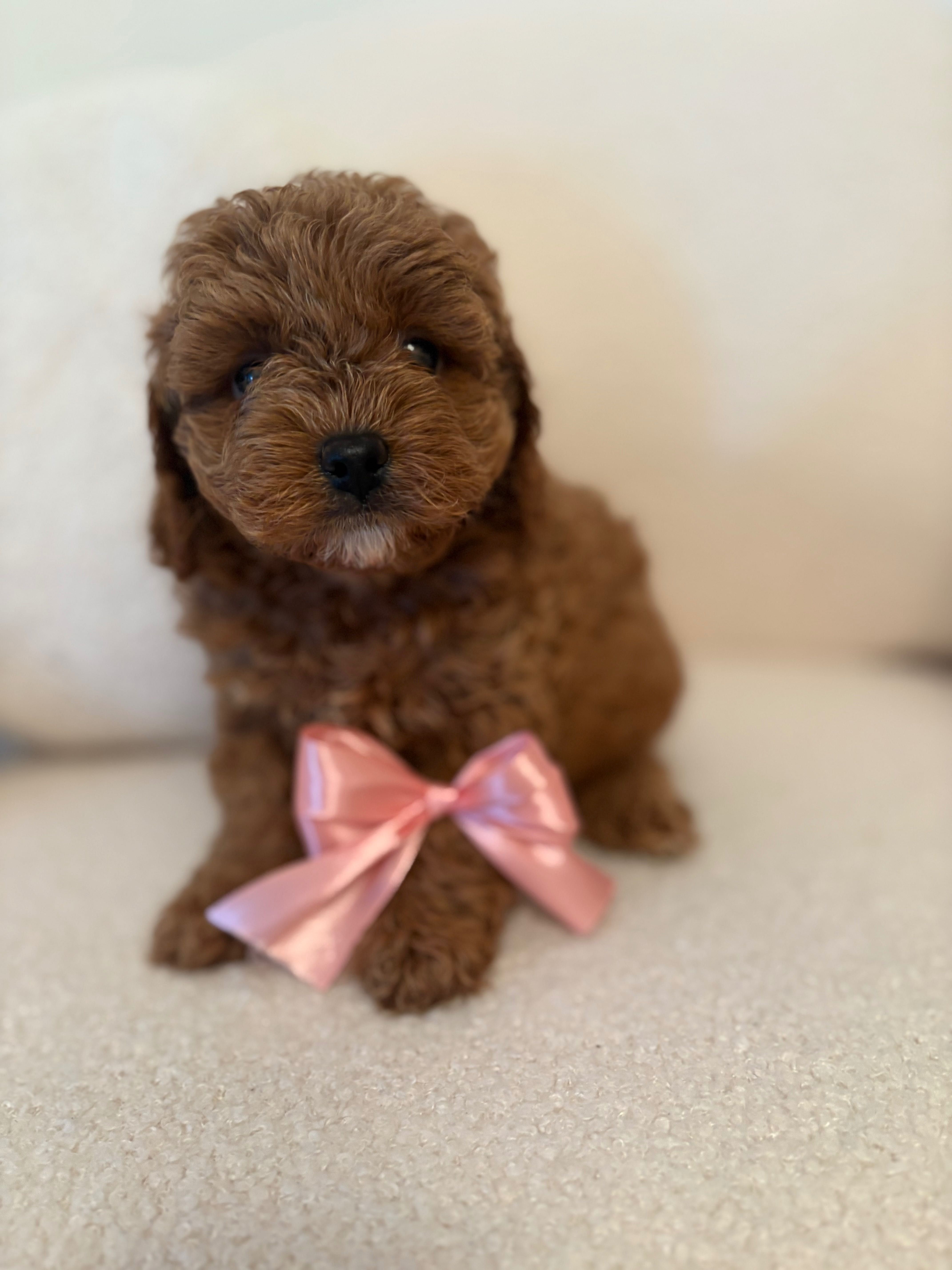 Cavapoo suczka red