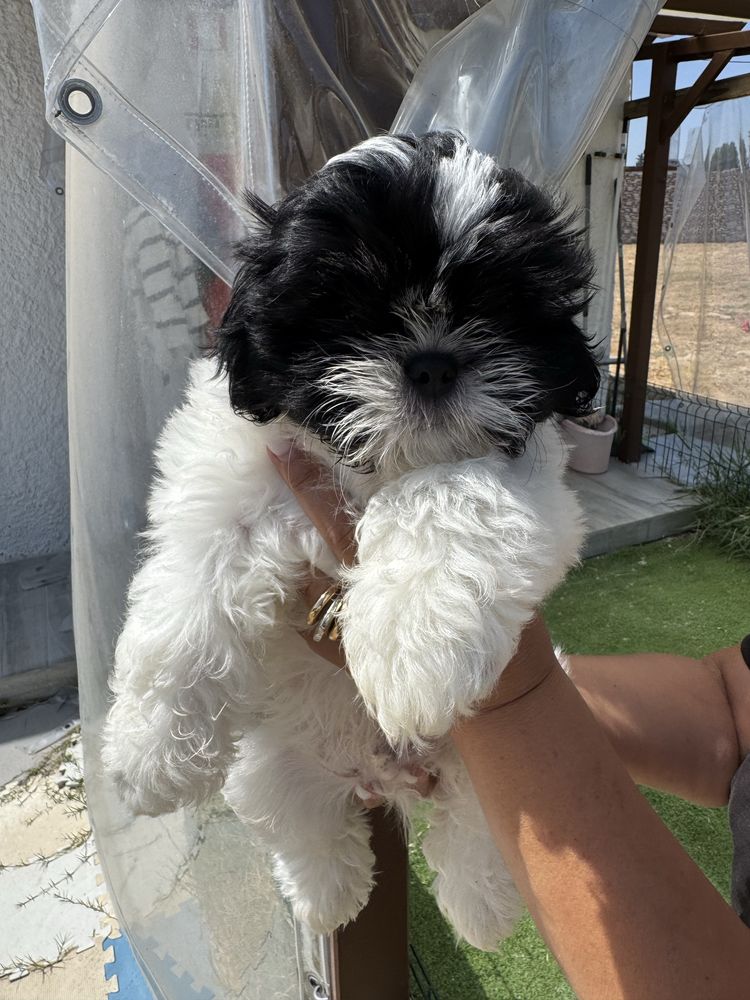 Shih-Tzu Bebé maravilhosos