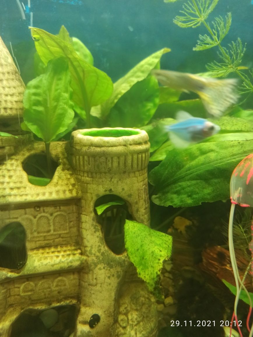 Водорості акваріумні