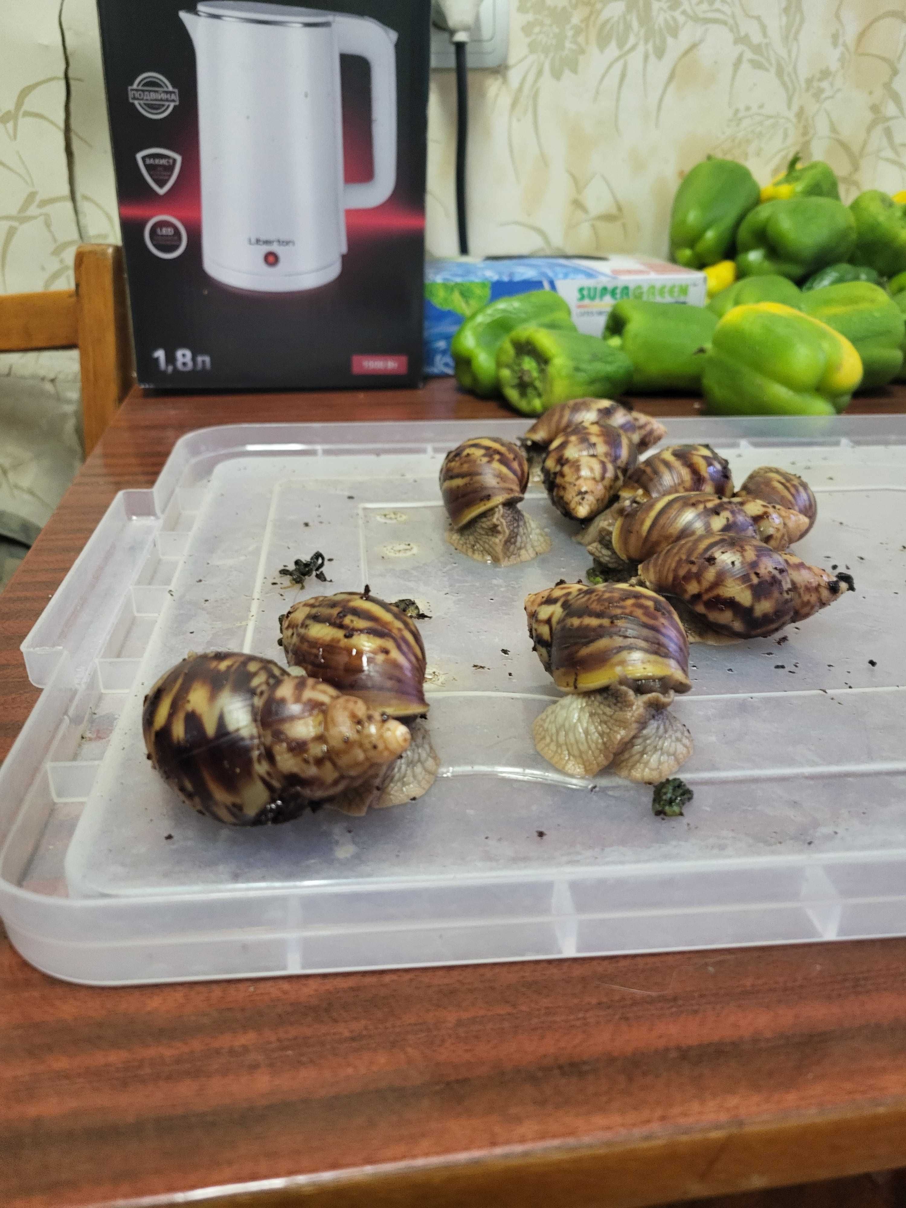 Улітки Ахатіни для процедур