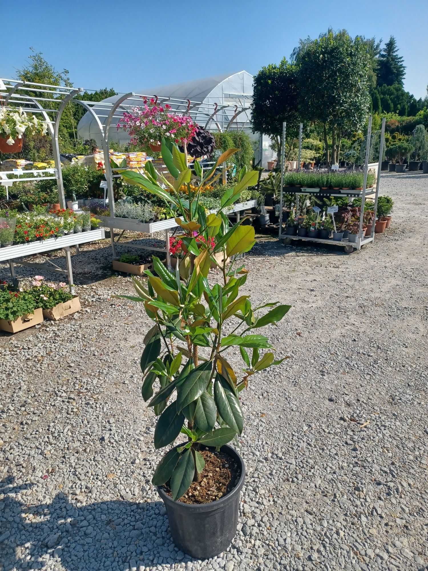 Magnolia GRANDIFLORA Glallisoniensis zimozielona