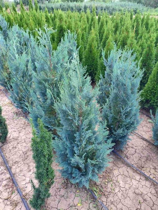 Кипарисовик, ялівець скельний Блю Аров, гортензії, туя смарагд