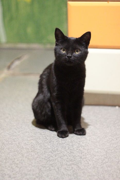 Котенок в поисках семьи