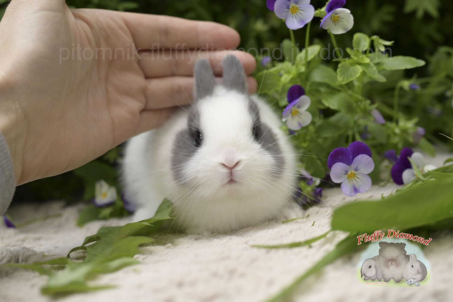 Карликові кролики з розплідника "Fluffy Diamond" Нідерландський карлик