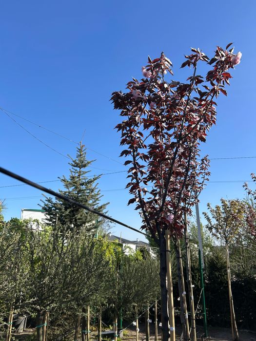 Сакура Royal Burgundy штамб, в горщиках