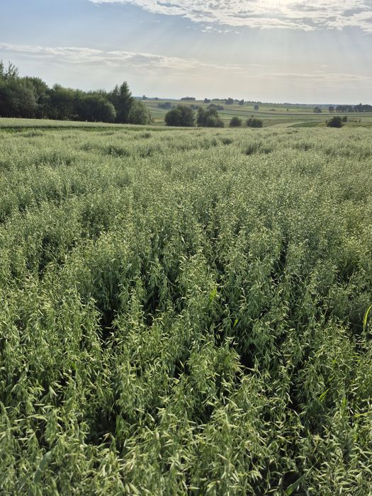 Sprzedam tegoroczny owies Eos