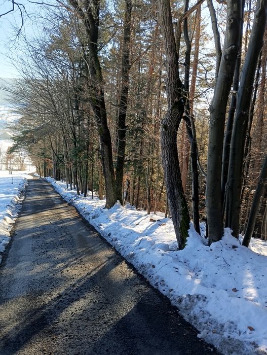 Sprzedam las mieszany