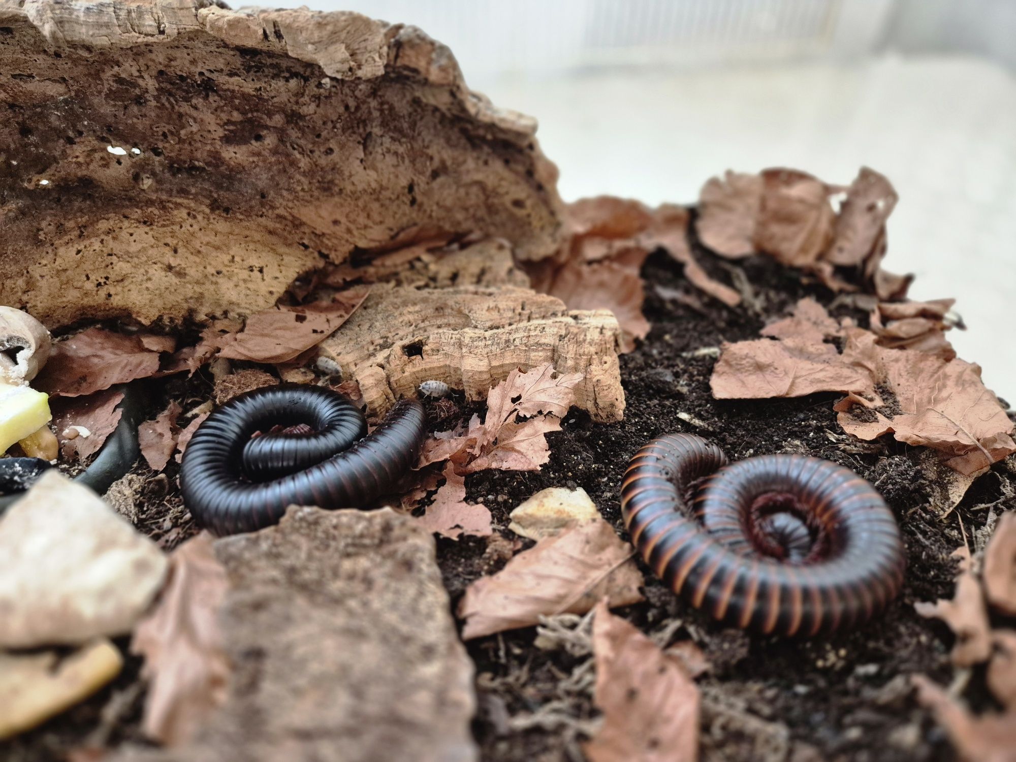 Krocionóg olbrzymi Archispirostreptus gigas