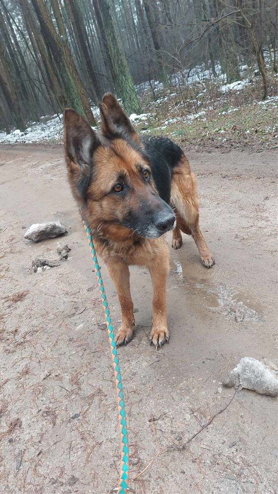 Liszka w typie owczarka niemieckiego poleca się do adopcji